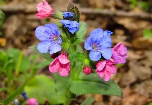 Lungwort