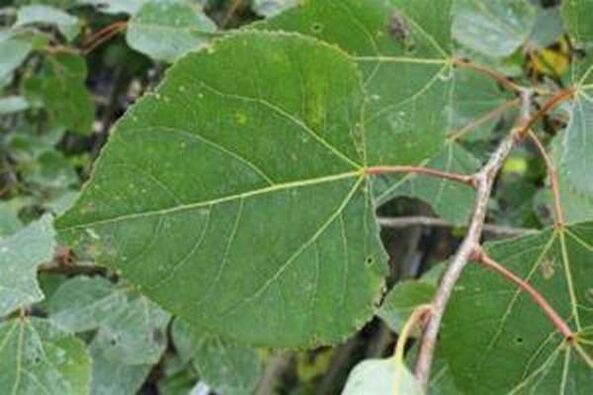 Aspen leaves to heal the infusion